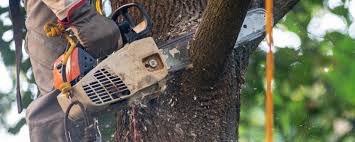 Best Storm Damage Tree Cleanup  in Mosheim, TN