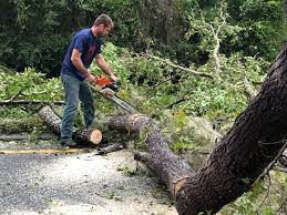 Best Utility Line Clearance  in Mosheim, TN