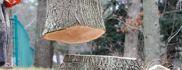 Professional Tree Removal in Mosheim, TN