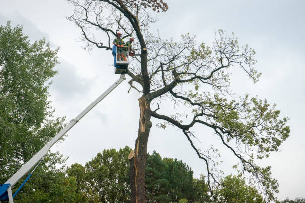 Best Tree Health Inspection  in Mosheim, TN