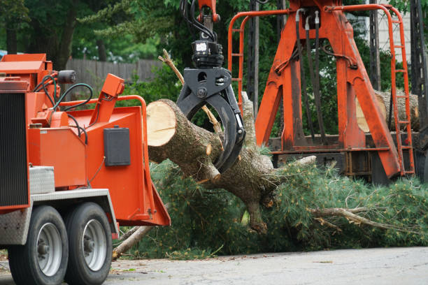 Best Lawn Drainage Solutions  in Mosheim, TN