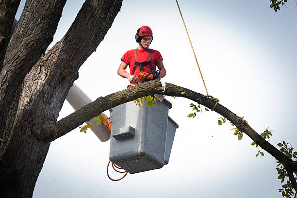 Best Hazardous Tree Removal  in Mosheim, TN