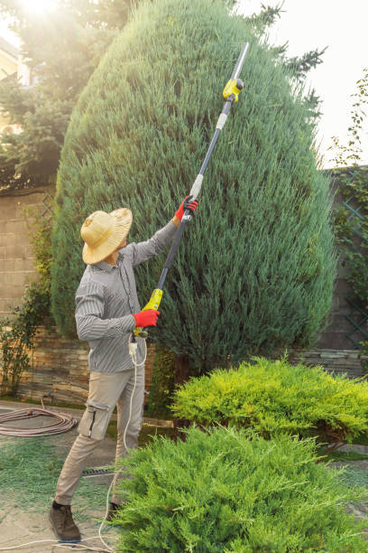 Best Tree Trimming and Pruning  in Mosheim, TN