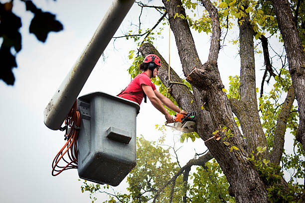 Best Tree Removal  in Mosheim, TN