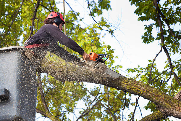 Best Tree Maintenance Programs  in Mosheim, TN