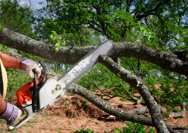 Best Firewood Processing and Delivery  in Mosheim, TN